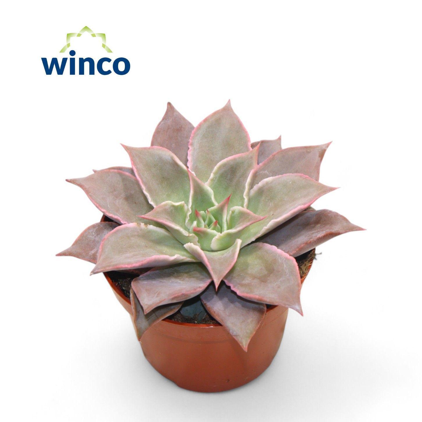 Горшечные цветы и растения оптом Echeveria Madiba от 12шт из Голландии с доставкой по России