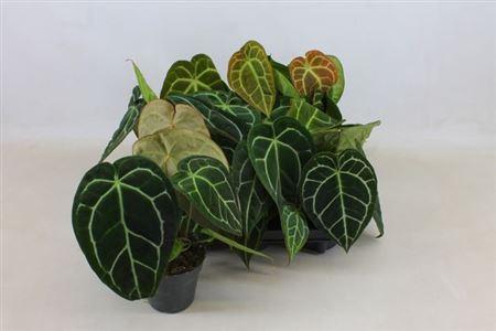 Горшечные цветы и растения оптом Anth Clarinervium от 6шт из Голландии с доставкой по России