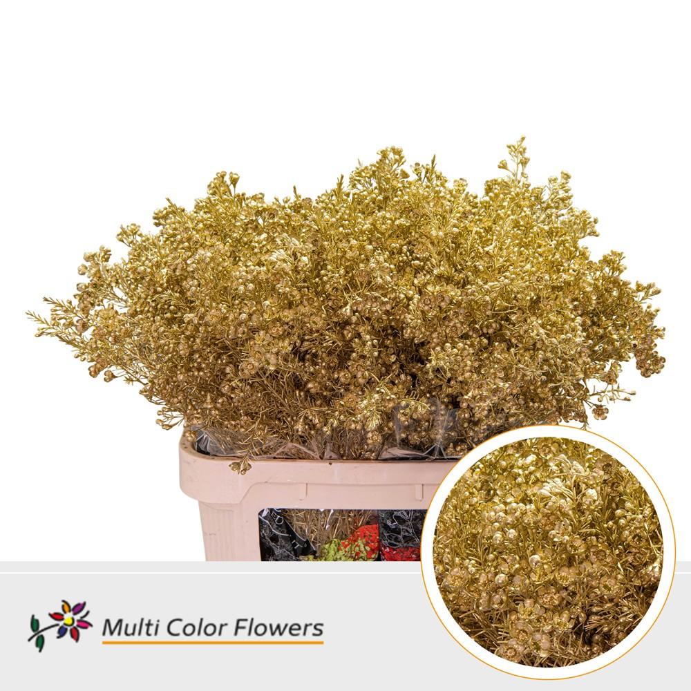 Срезанные цветы оптом Chamelaucium paint gold от 75шт из Голландии с доставкой по России