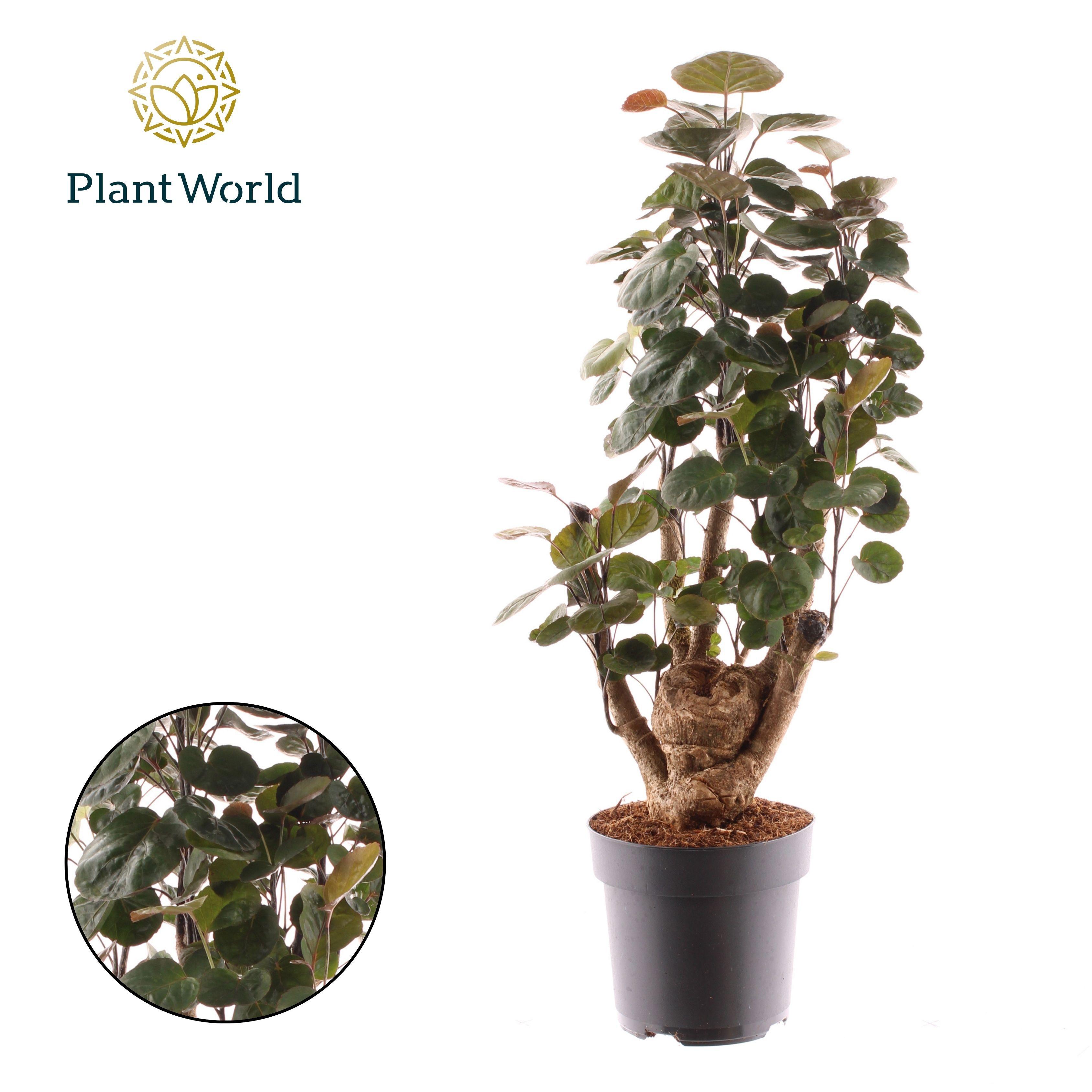 Горшечные цветы и растения оптом Polyscias Fabian Vertakt от 6шт из Голландии с доставкой по России