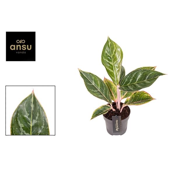Горшечные цветы и растения оптом Aglaonema Jungle Shadows от 6шт из Голландии с доставкой по России
