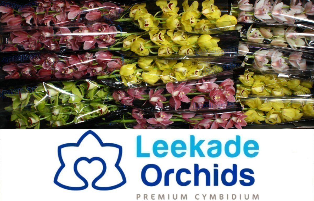 Срезанные цветы оптом Minicymbidium mix spring от 18шт из Голландии с доставкой по России