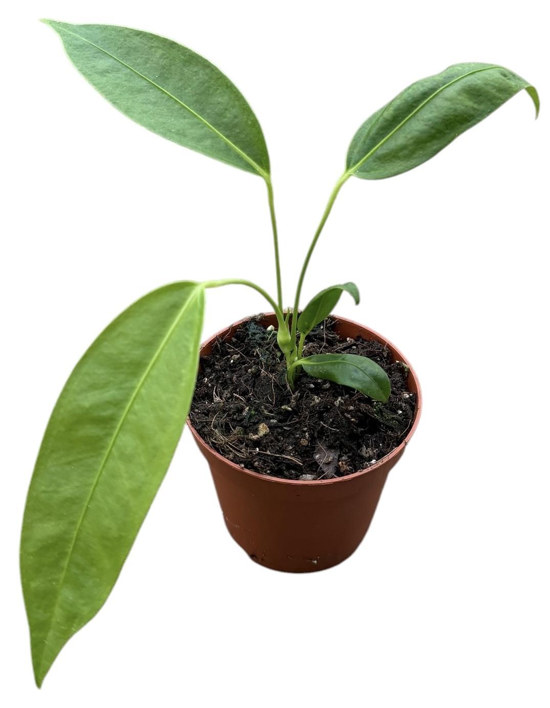 Горшечные цветы и растения оптом Anthurium Legume от 1шт (для телеги) из Голландии с доставкой по России