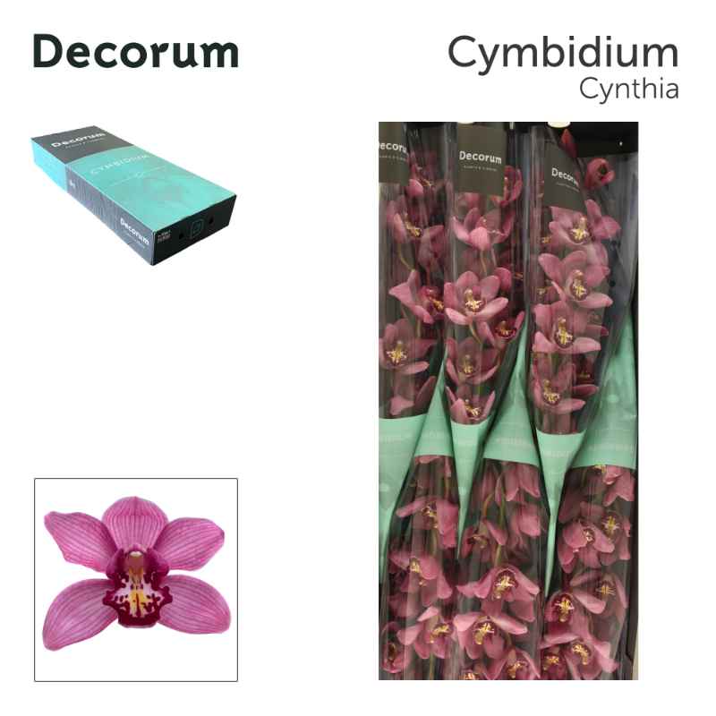 Срезанные цветы оптом Cymbidium pink cynthia от 9шт из Голландии с доставкой по России