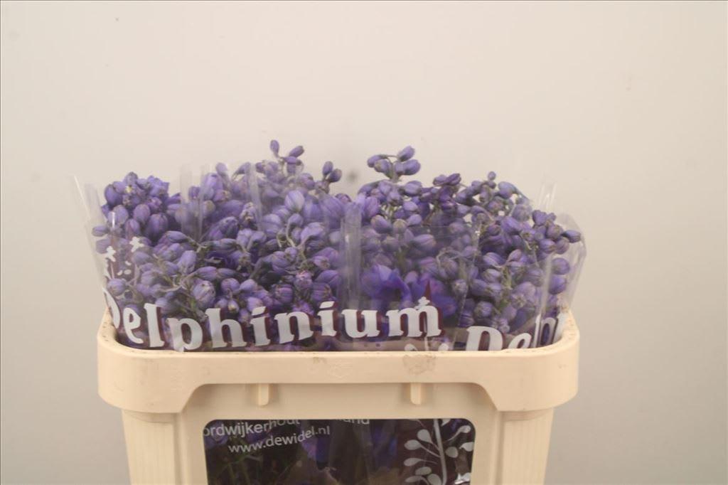 Срезанные цветы оптом Delphinium el du dewi purple smile от 40шт из Голландии с доставкой по России