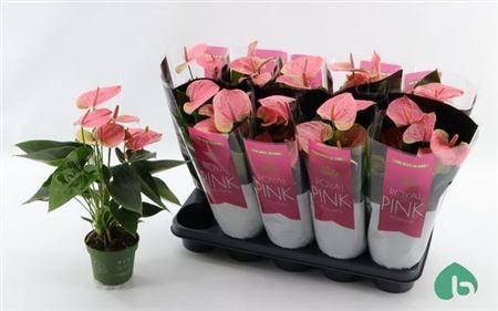 Горшечные цветы и растения оптом Anthu An Sweet Dream 5+ от 10шт из Голландии с доставкой по России