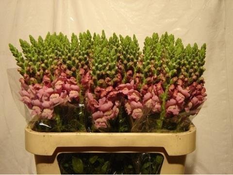 Срезанные цветы оптом Antirrhinum lavendel от 50шт из Голландии с доставкой по России
