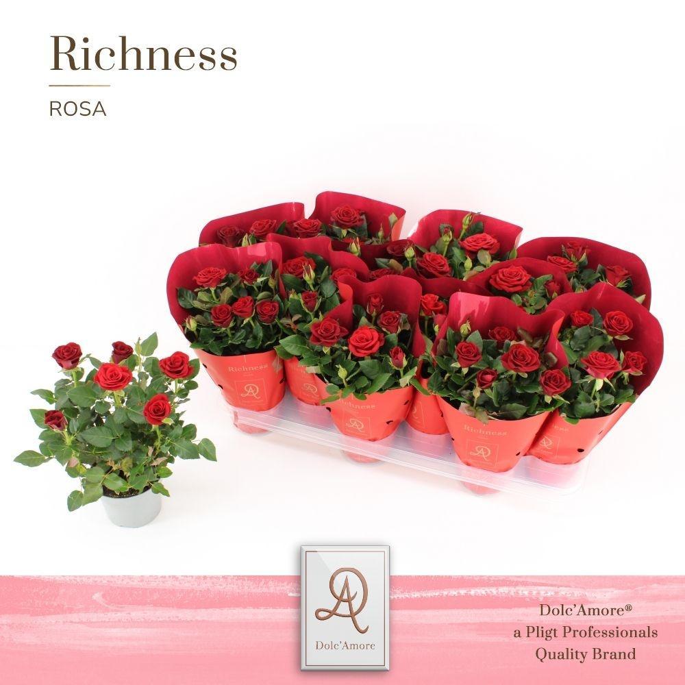 Горшечные цветы и растения оптом Rosa Amorosa Red от 12шт из Голландии с доставкой по России
