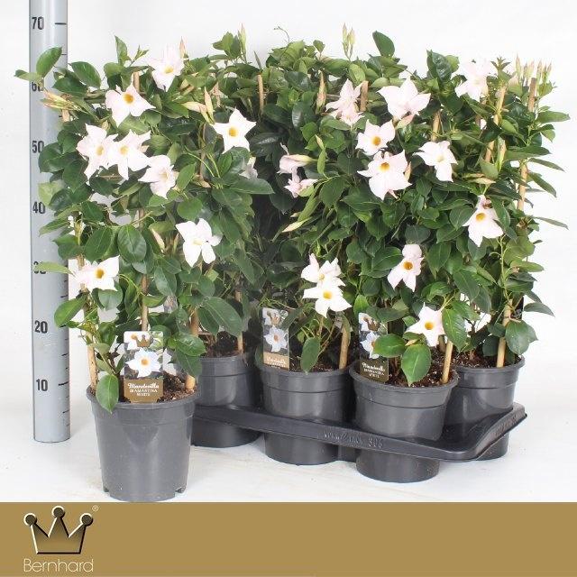 Горшечные цветы и растения оптом Mande Di Jade White от 6шт из Голландии с доставкой по России
