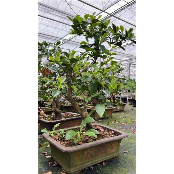 Горшечные цветы и растения оптом Bonsai Camellia Japonica, Pot 41cm. от 1шт из Голландии с доставкой по России