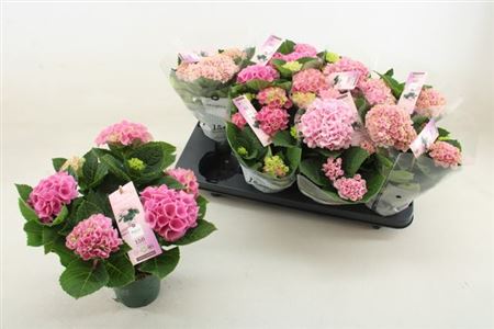 Горшечные цветы и растения оптом Hydrangea Ma Magical Revolution Pink 3+ от 8шт из Голландии с доставкой по России