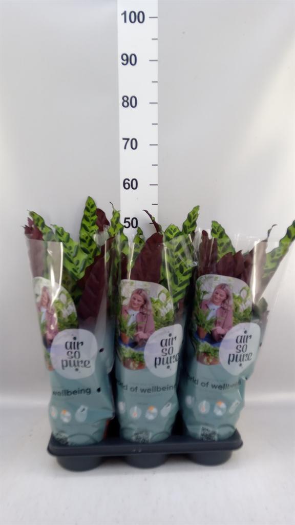 Горшечные цветы и растения оптом Calathea Lancifolia от 6шт из Голландии с доставкой по России