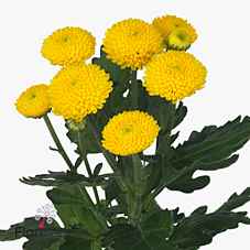 Срезанные цветы оптом Chrys sp limoncello от 160шт из Голландии с доставкой по России