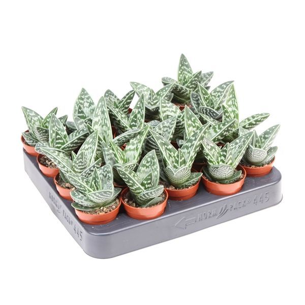 Горшечные цветы и растения оптом Aloe Variegata от 20шт из Голландии с доставкой по России