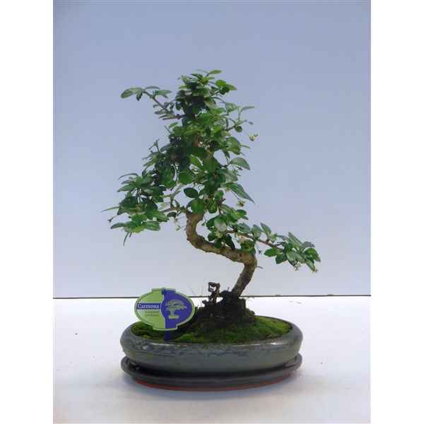 Горшечные цветы и растения оптом Bonsai Carmona Macrophylla, 24cm., Shape, With Dri от 4шт из Голландии с доставкой по России