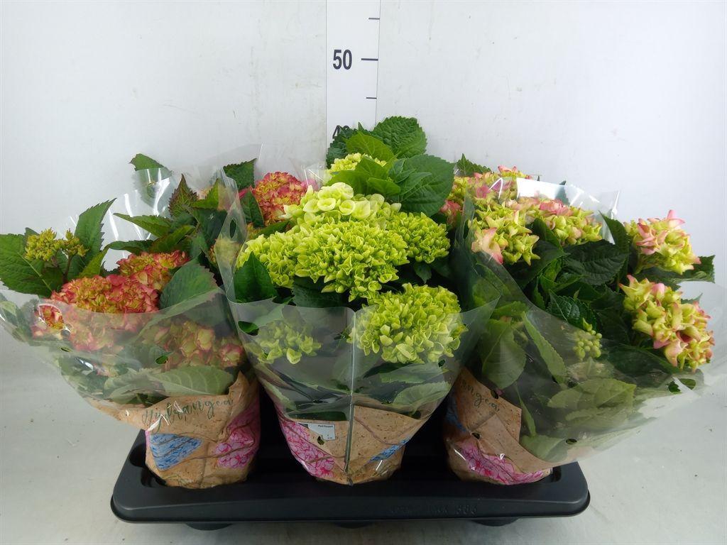 Горшечные цветы и растения оптом Hydrangea Mac.   ...mix от 6шт из Голландии с доставкой по России