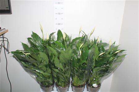 Горшечные цветы и растения оптом Spath 5+ от 8шт из Голландии с доставкой по России