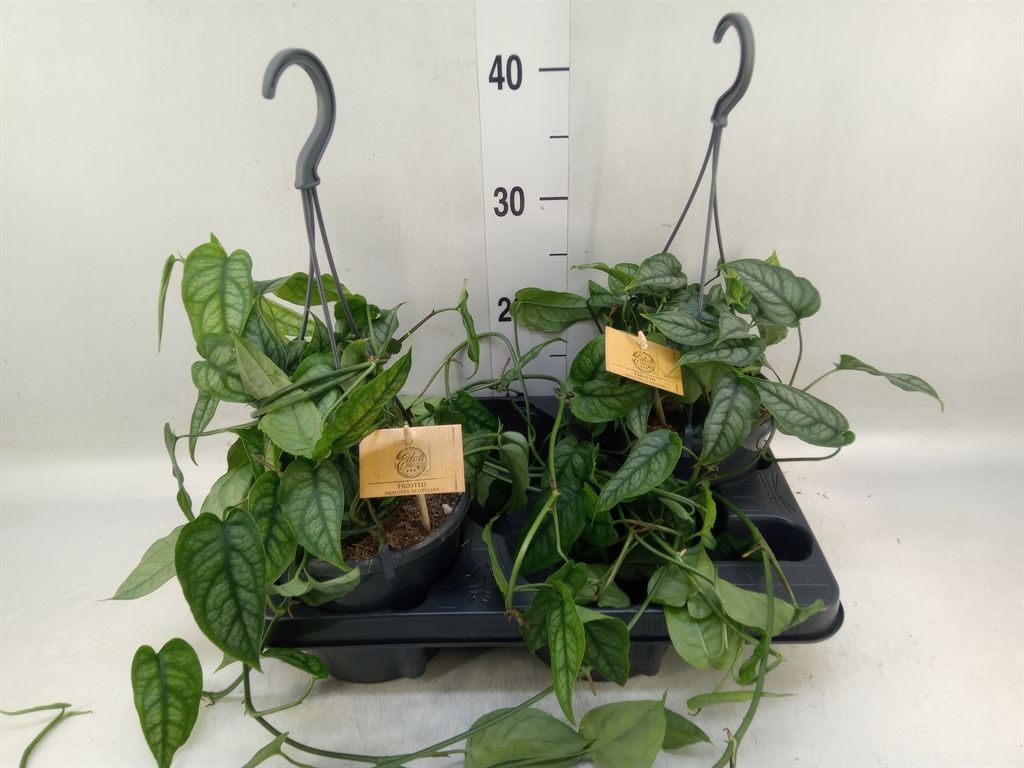 Горшечные цветы и растения оптом Monstera Siltepecana от 2шт из Голландии с доставкой по России