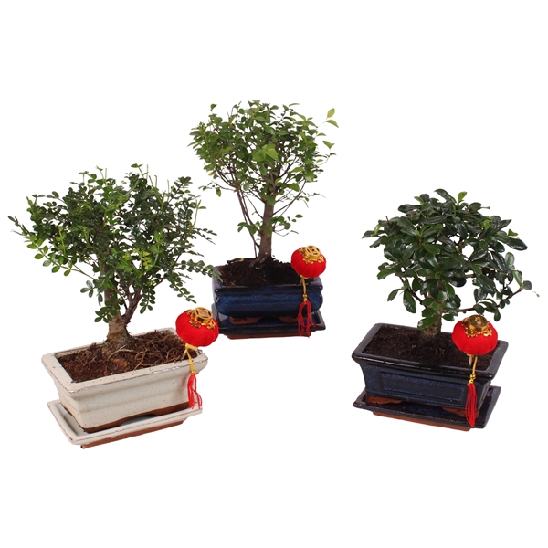 Горшечные цветы и растения оптом Bonsai Mix In Ceramic With Saucer Ball Sha от 10шт из Голландии с доставкой по России