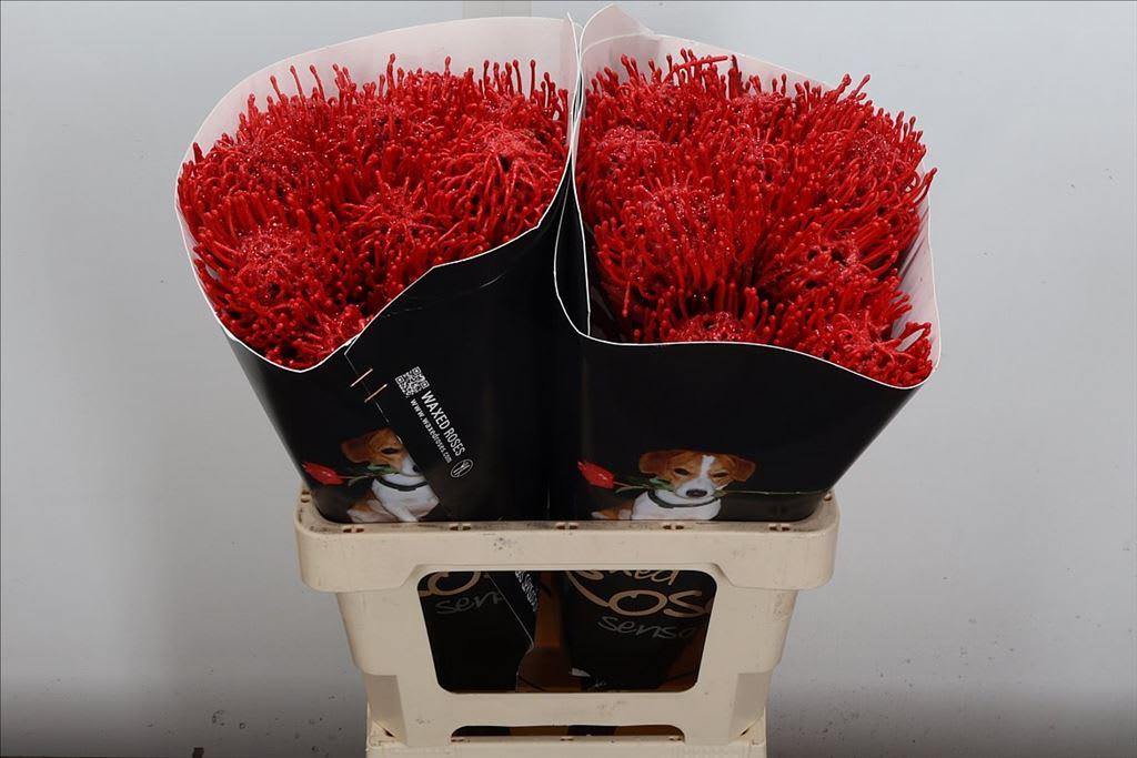 Срезанные цветы оптом Nutans wax red от 20шт из Голландии с доставкой по России