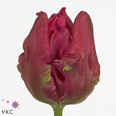 Срезанные цветы оптом Tulipa pa marvel parrot от 50шт из Голландии с доставкой по России Срезанные цветы оптом Tulipa pa marvel parrot от 50шт из Голландии с доставкой по России