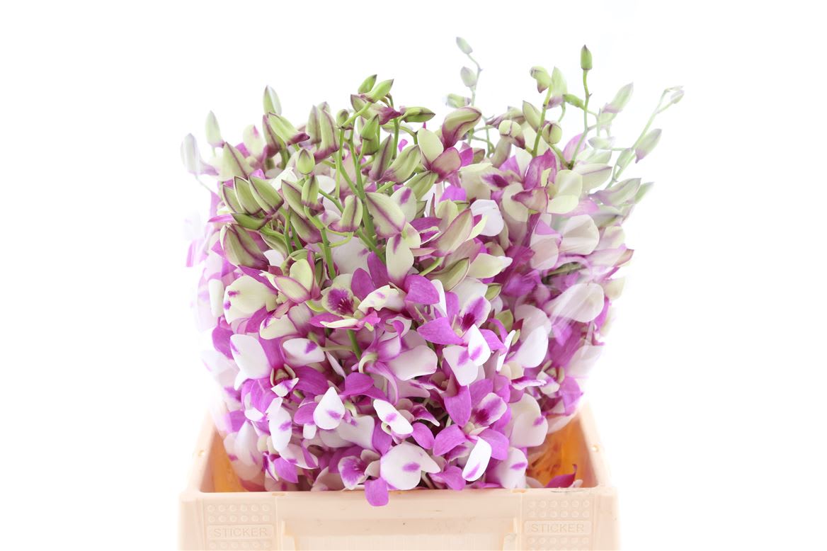 Срезанные цветы оптом Dendrobium shaving pink от 30шт из Голландии с доставкой по России