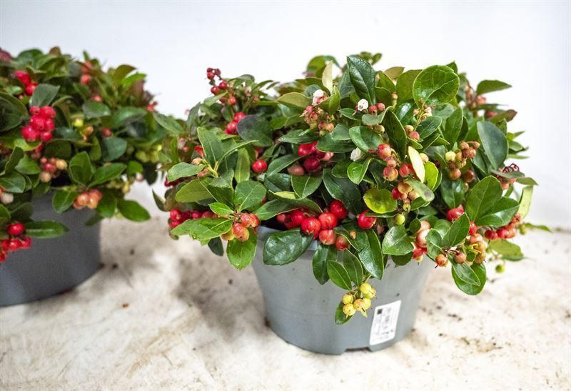 Горшечные цветы и растения оптом Gaultheria Procumbens от 1шт из Голландии с доставкой по России