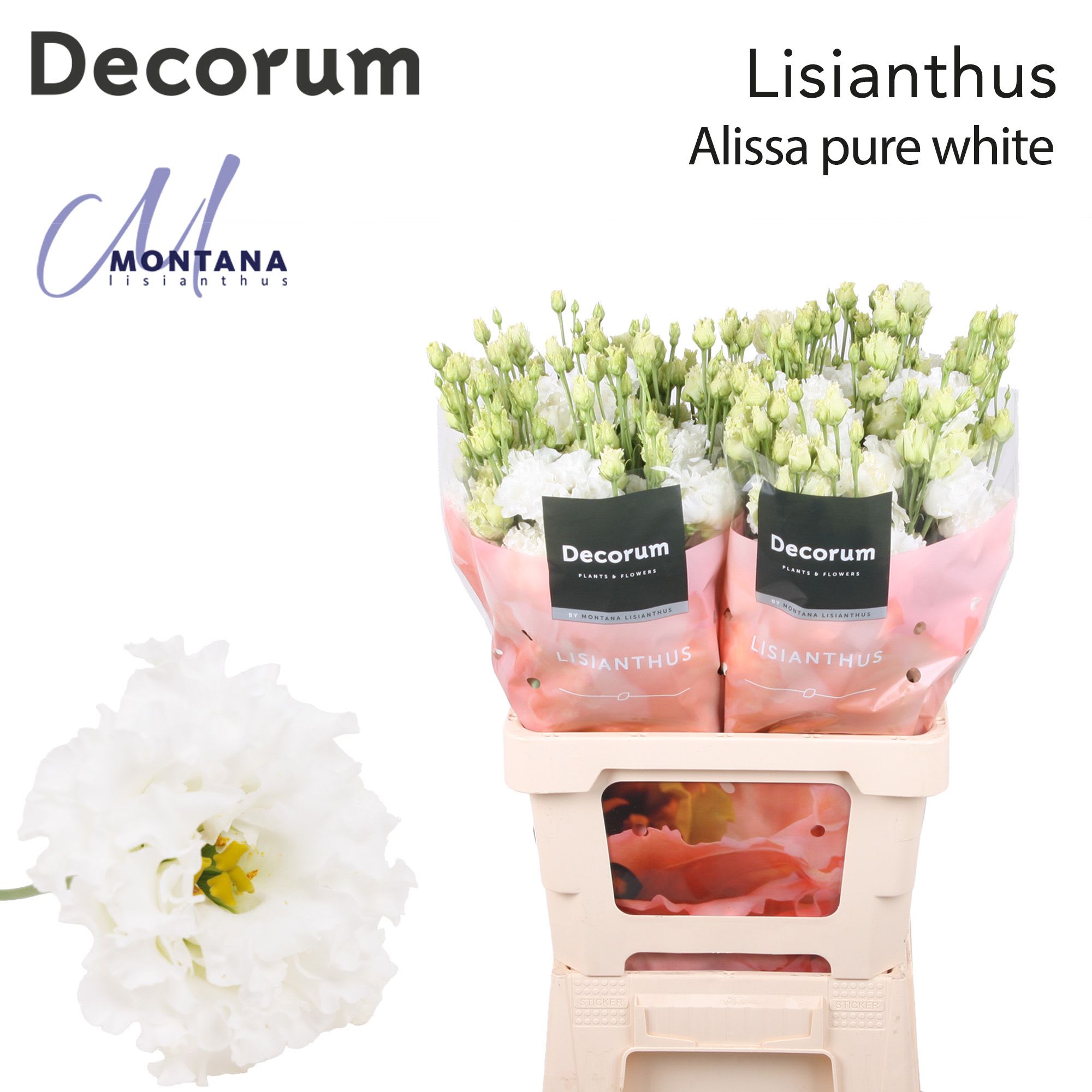 Срезанные цветы оптом Lisianthus do alissa pure white от 20шт из Голландии с доставкой по России