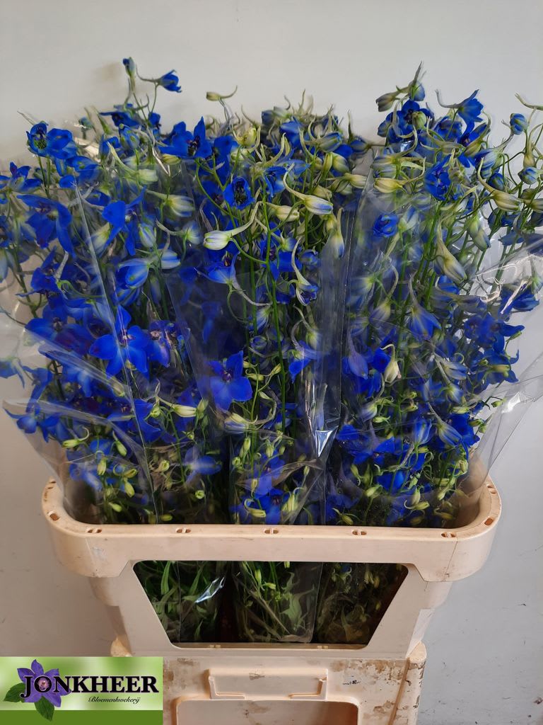 Срезанные цветы оптом Delphinium si bel volkerfrieden от 60шт из Голландии с доставкой по России