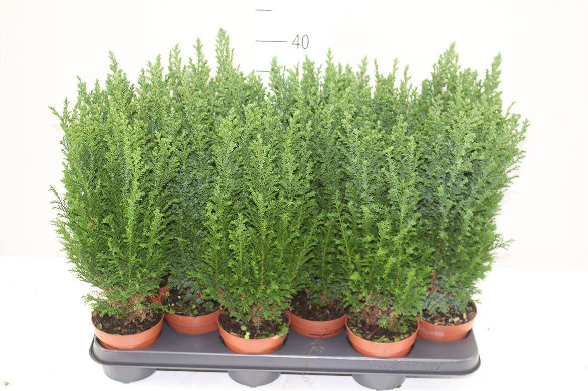 Горшечные цветы и растения оптом Chamaecyparis La Ellwoodii от 12шт из Голландии с доставкой по России