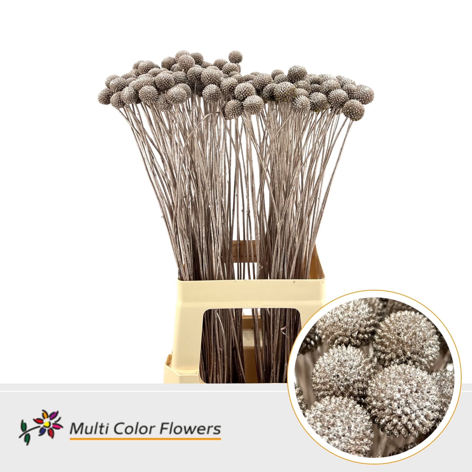 Срезанные цветы оптом Craspedia paint champagne от 200шт из Голландии с доставкой по России