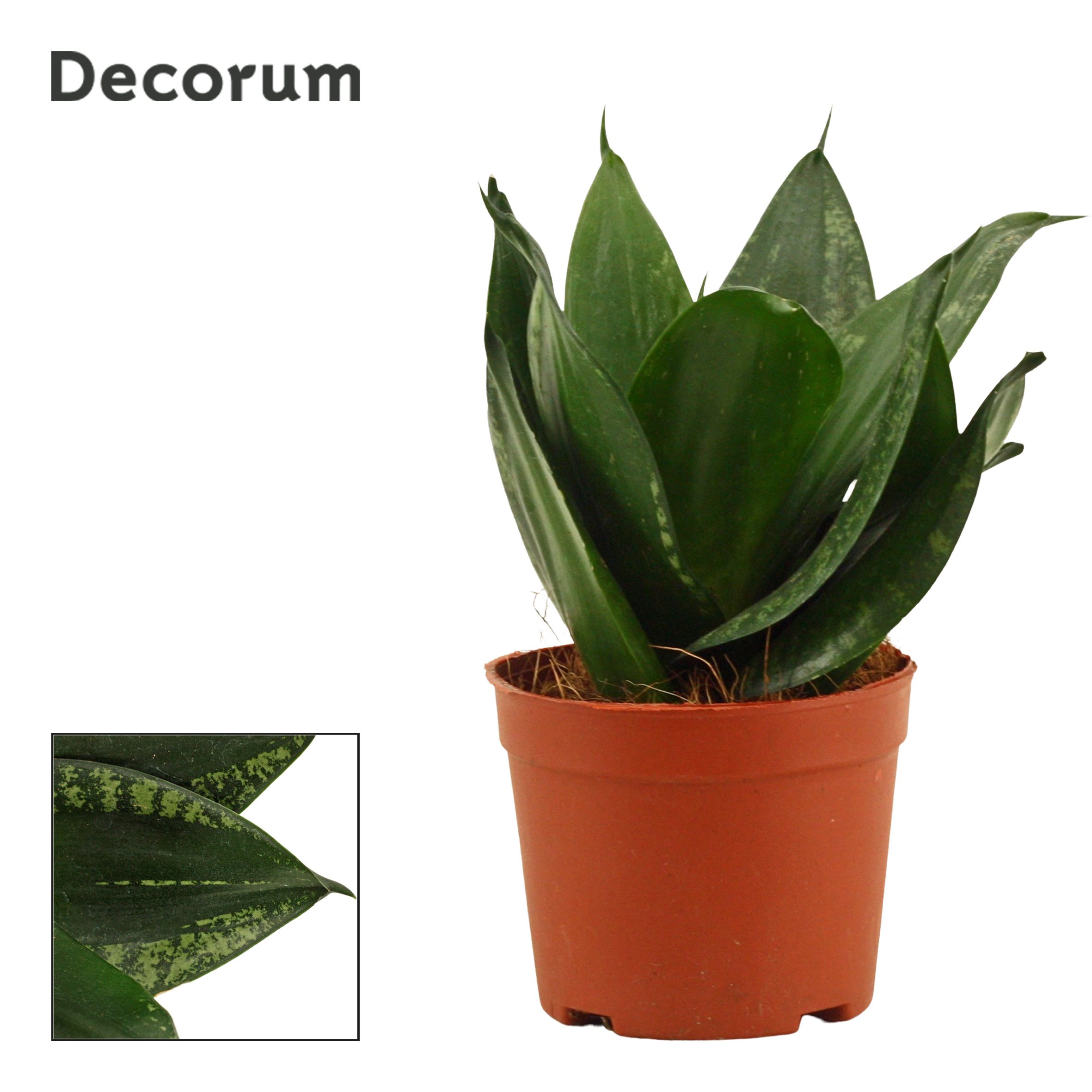 Горшечные цветы и растения оптом Sansevieria Hahnii Silver Flame от 18шт (для телеги) из Голландии с доставкой по России