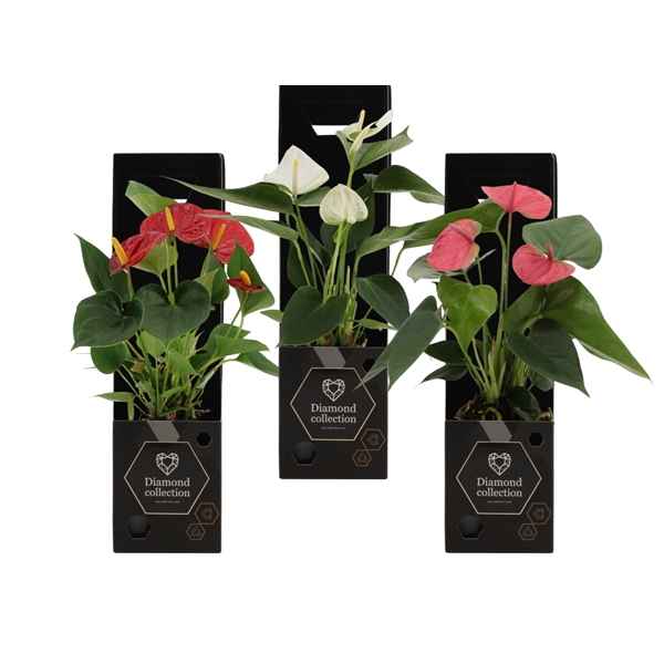 Горшечные цветы и растения оптом Anth An Mix In Diamond Gift Box от 18шт из Голландии с доставкой по России