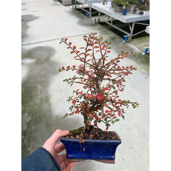 Горшечные цветы и растения оптом Bonsai Cotoneaster от 8шт из Голландии с доставкой по России