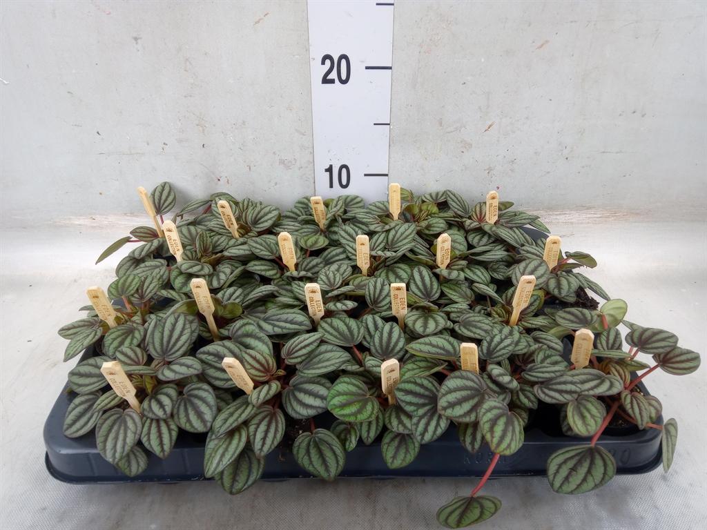 Горшечные цветы и растения оптом Peperomia Piccolo Banda от 20шт (для телеги) из Голландии с доставкой по России