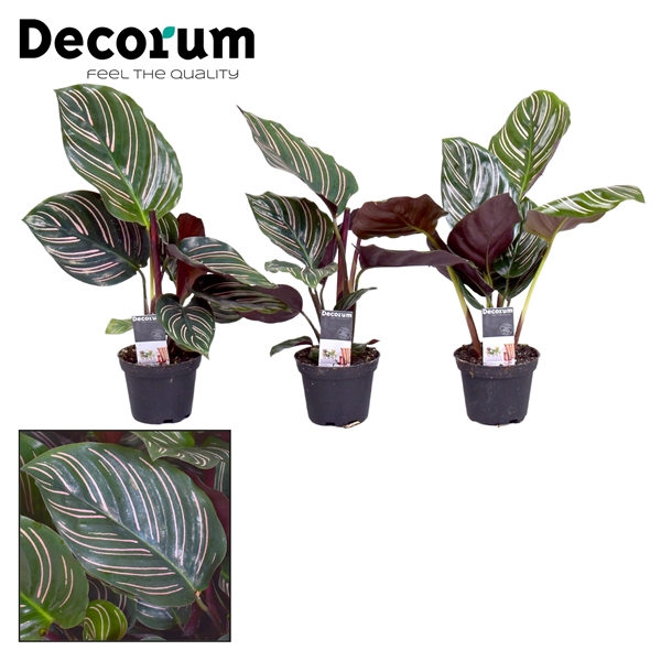 Горшечные цветы и растения оптом Calathea Ornata (decorum) от 16шт из Голландии с доставкой по России