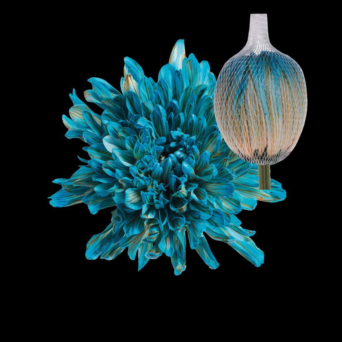 Срезанные цветы оптом Chrys bl paint antonov blue bay от 40шт из Голландии с доставкой по России