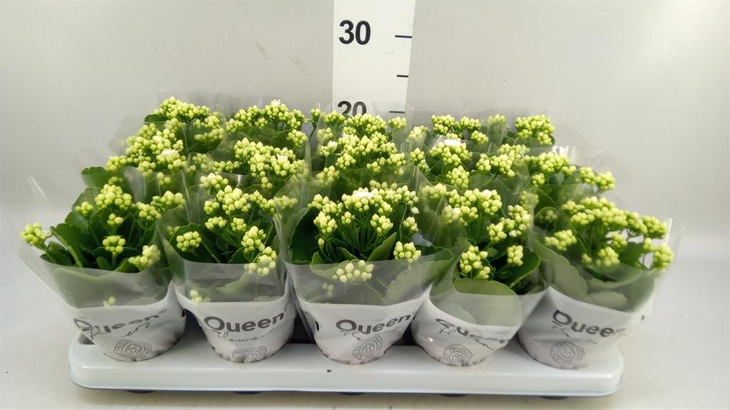 Горшечные цветы и растения оптом Kalanchoe Blos. rosflow Sia от 15шт (для телеги) из Голландии с доставкой по России