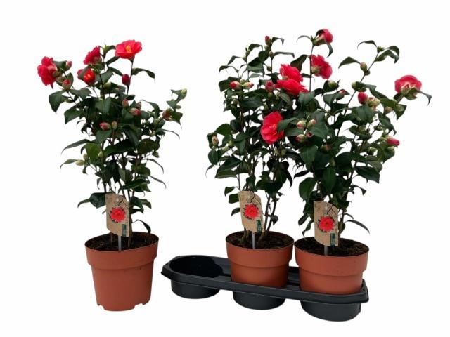 Горшечные цветы и растения оптом Came Re Mary William от 3шт из Голландии с доставкой по России