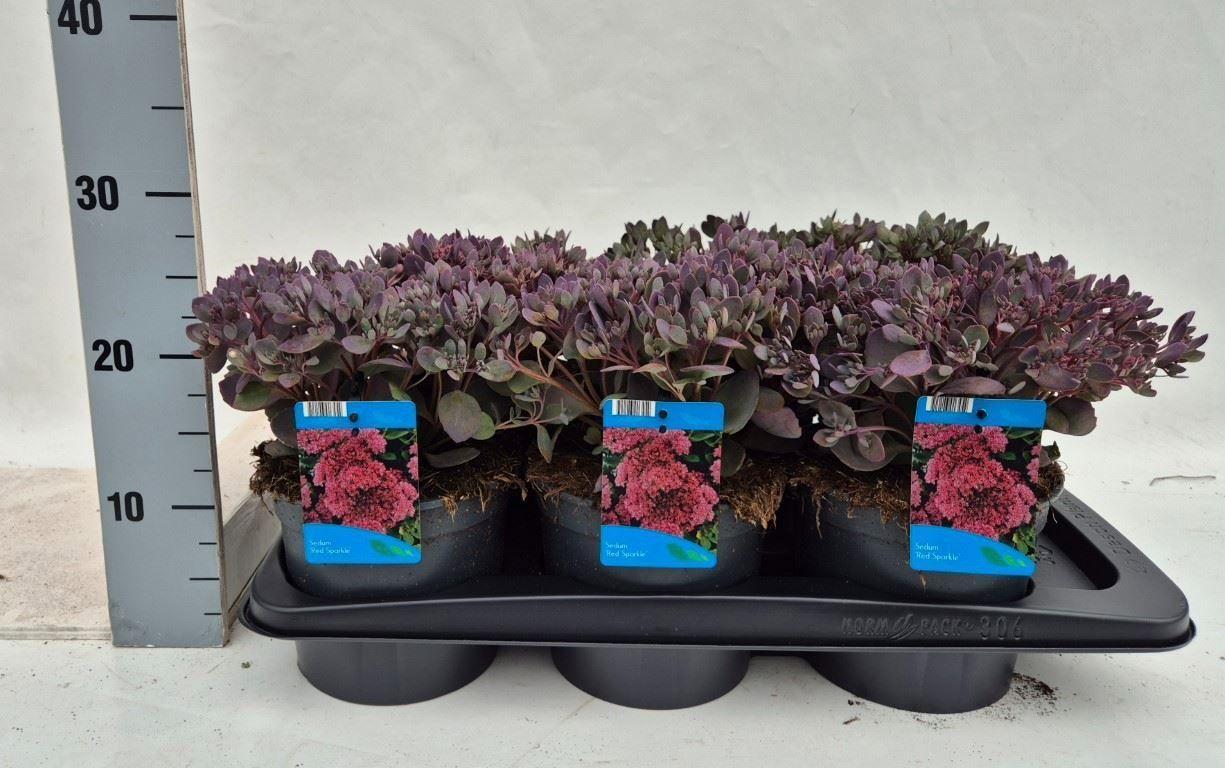 Горшечные цветы и растения оптом Sedum Hybridum от 6шт из Голландии с доставкой по России