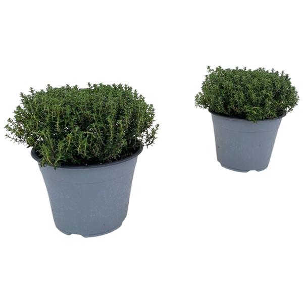 Горшечные цветы и растения оптом Thymus Vulgaris Faustini от 8шт из Голландии с доставкой по России