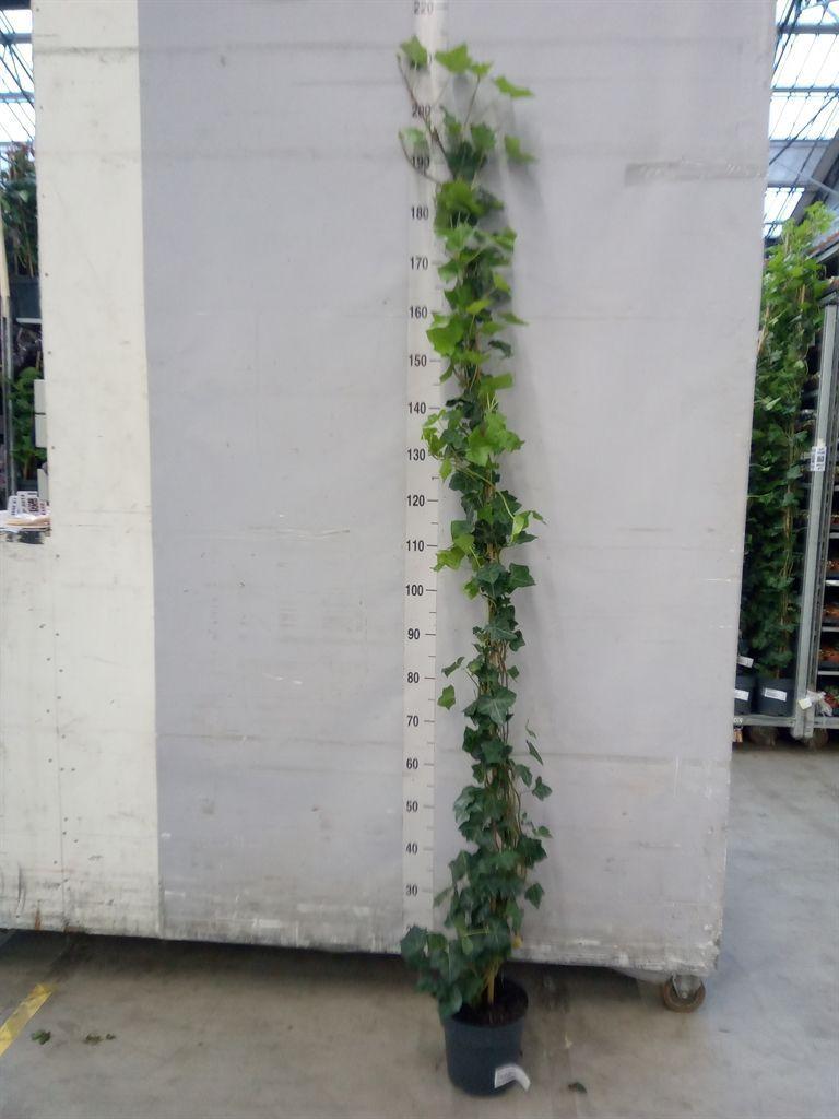 Горшечные цветы и растения оптом Hedera Hibernica от 1шт из Голландии с доставкой по России
