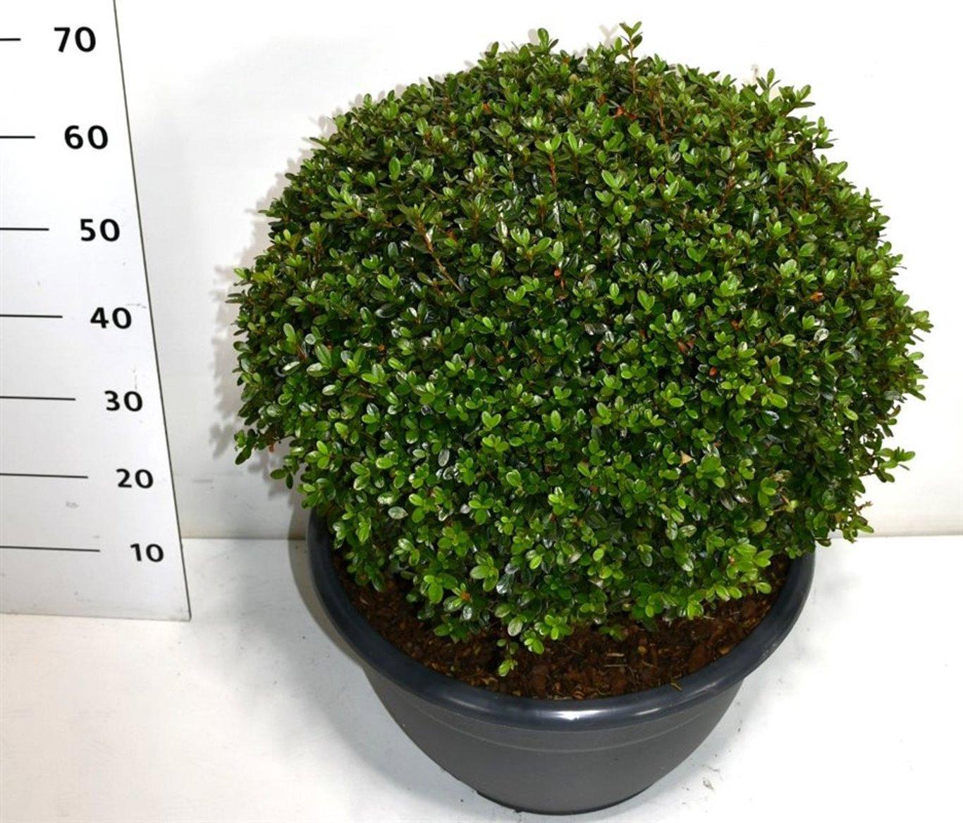 Горшечные цветы и растения оптом Rhododendron (aj) Amoenum от 1шт из Голландии с доставкой по России