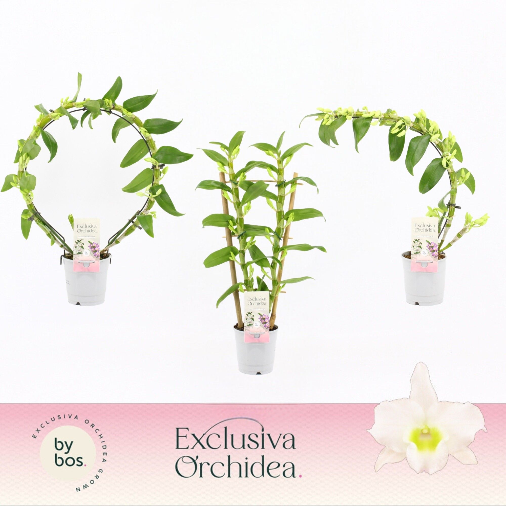 Горшечные цветы и растения оптом Dendr Nob Apollon Shapes Mix Exclusiva Orchidea от 6шт из Голландии с доставкой по России