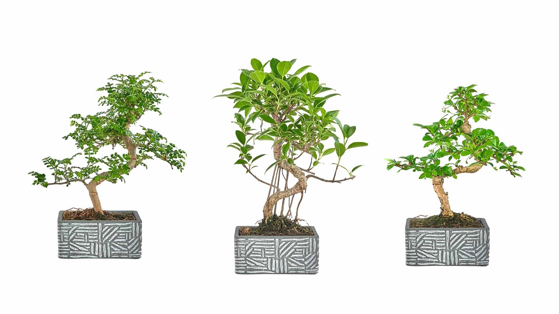 Горшечные цветы и растения оптом Bonsai Gem от 10шт из Голландии с доставкой по России