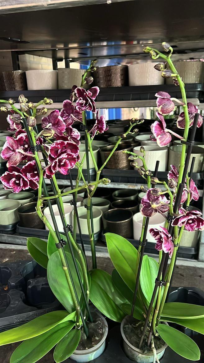 Горшечные цветы и растения оптом Phal 2-3st Speechless Eleg Mut от 6шт из Голландии с доставкой по России