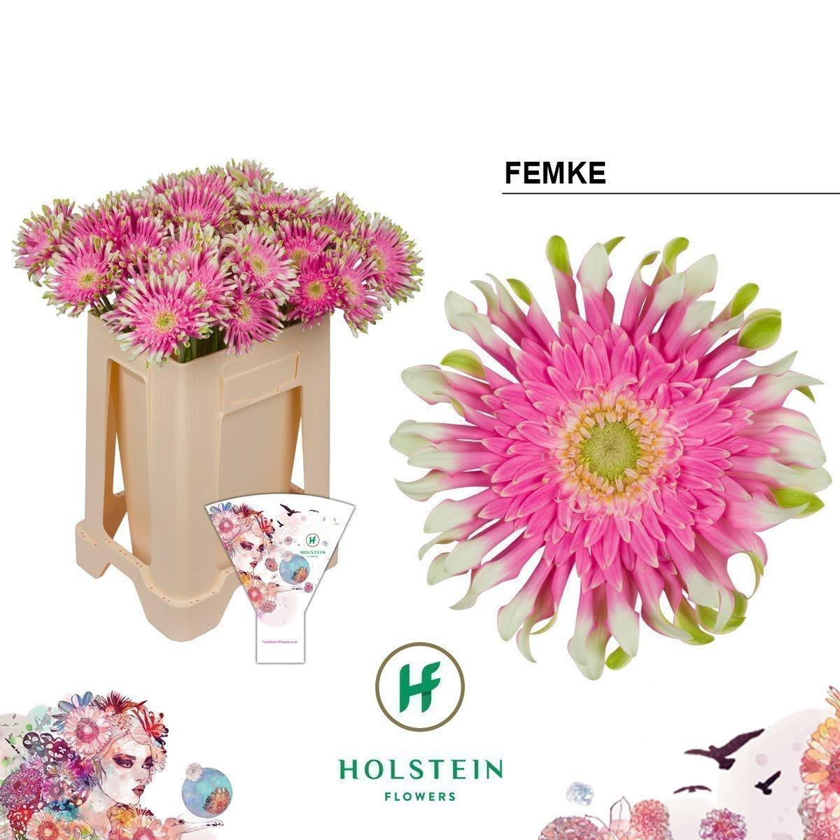 Срезанные цветы оптом Gerbera gerpasta femke от 40шт из Голландии с доставкой по России