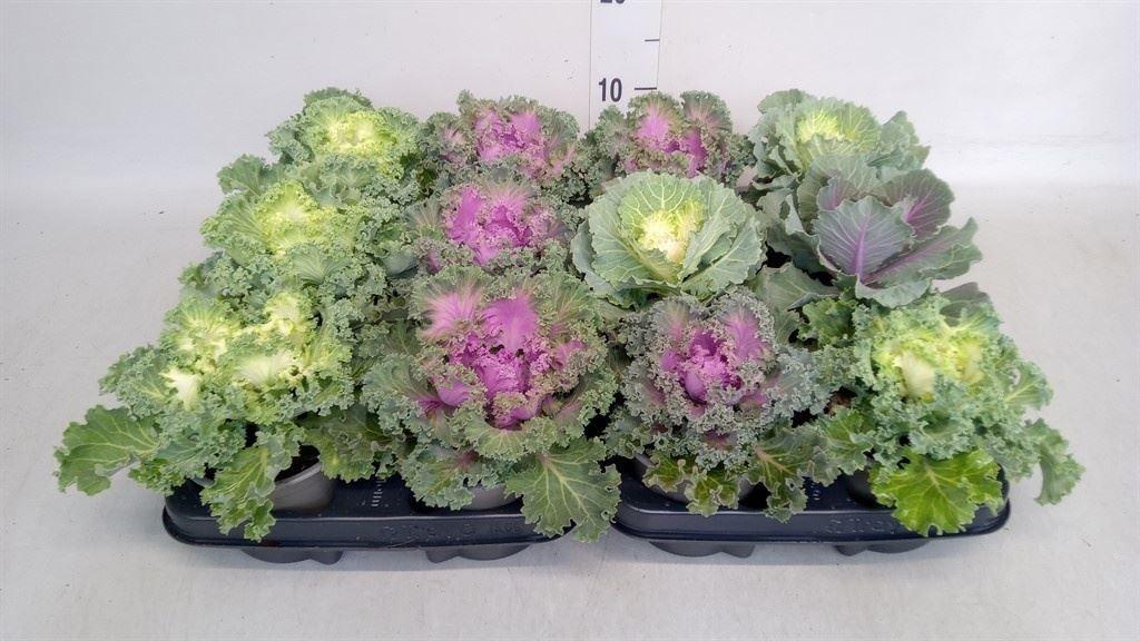 Горшечные цветы и растения оптом Brassica Oler. от 6шт из Голландии с доставкой по России