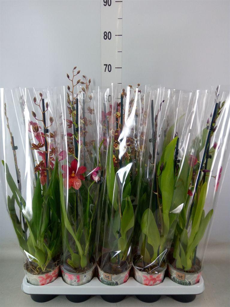 Горшечные цветы и растения оптом Cambria   ...mix от 10шт из Голландии с доставкой по России