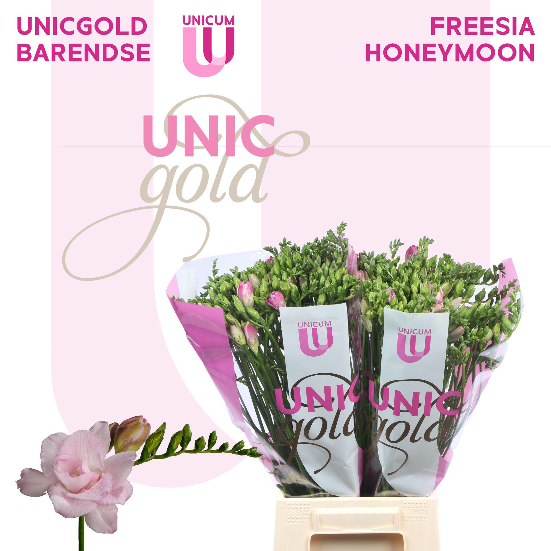 Срезанные цветы оптом Freesia do honeymoon от 50шт из Голландии с доставкой по России